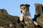 Parson Russell Terrier auf Baumwurzel