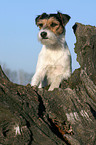 Parson Russell Terrier auf Baumwurzel