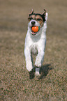 spielender Parson Russell Terrier