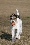 spielender Parson Russell Terrier