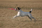 spielender Parson Russell Terrier