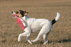 spielender Parson Russell Terrier