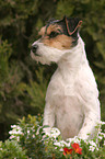 Parson Russell Terrier Portrait