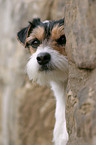 Parson Russell Terrier Portrait