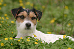 Parson Russell Terrier in Blumenwiese