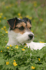 Parson Russell Terrier in Blumenwiese