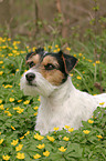 Parson Russell Terrier in Blumenwiese