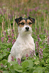 Parson Russell Terrier in Blumenwiese