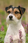 Parson Russell Terrier Portrait