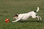 spielender Parson Russell Terrier