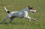 rennender Parson Russell Terrier