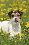 Parson Russell Terrier auf Blumenwiese