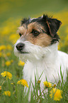 Parson Russell Terrier auf Blumenwiese