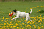 spielender Parson Russell Terrier