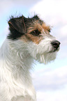 Parson Russell Terrier Portrait