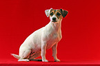 Parson Russell Terrier