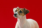 Parson Russell Terrier