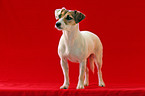 Parson Russell Terrier