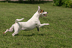 Parson Russell Terrier