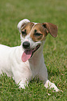 Parson Russell Terrier