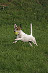 rennender Parson Russell Terrier