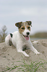 liegender Parson Russell Terrier