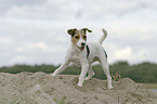 Parson Russell Terrier