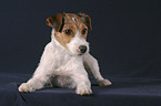 liegender Parson Russell Terrier