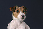 Parson Russell Terrier Portrait