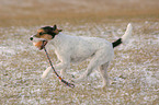 spielender Parson Russell Terrier