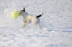 Parson Russell Terrier spielt im Schnee