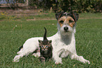 Hund & Katze