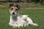 Hund und Katze