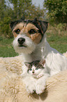 Hund und Katze