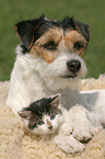 Hund und Katze