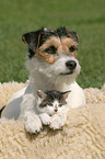 Hund und Katze