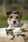 Hund und Katzen