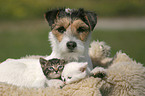 Hund und Katzen