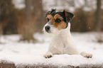 Parson Russell Terrier im Winter