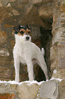 stehender Parson Russell Terrier