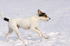 rennender Parson Russell Terrier