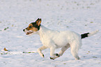 rennender Parson Russell Terrier