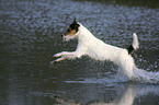 rennender Parson Russell Terrier