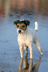 stehender Parson Russell Terrier