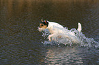 rennender Parson Russell Terrier