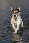 spielender Parson Russell Terrier