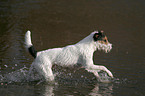 rennender Parson Russell Terrier