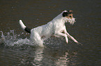 rennender Parson Russell Terrier