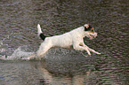 rennender Parson Russell Terrier