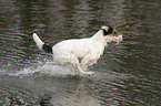 rennender Parson Russell Terrier